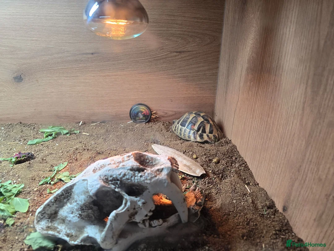 Hermann Tortoise reptiles for sale: 1yr old Hermann tortoise and tank in Stevenage - Advert 3