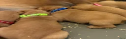 Labrador Retriever dogs for sale: 5 kc Labrador pups  - Advert 2