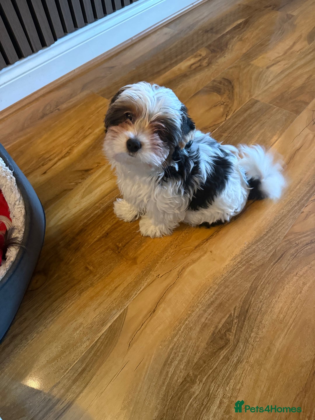 Biewer Terrier dogs for sale: One beautiful boy for sale  - Advert 5