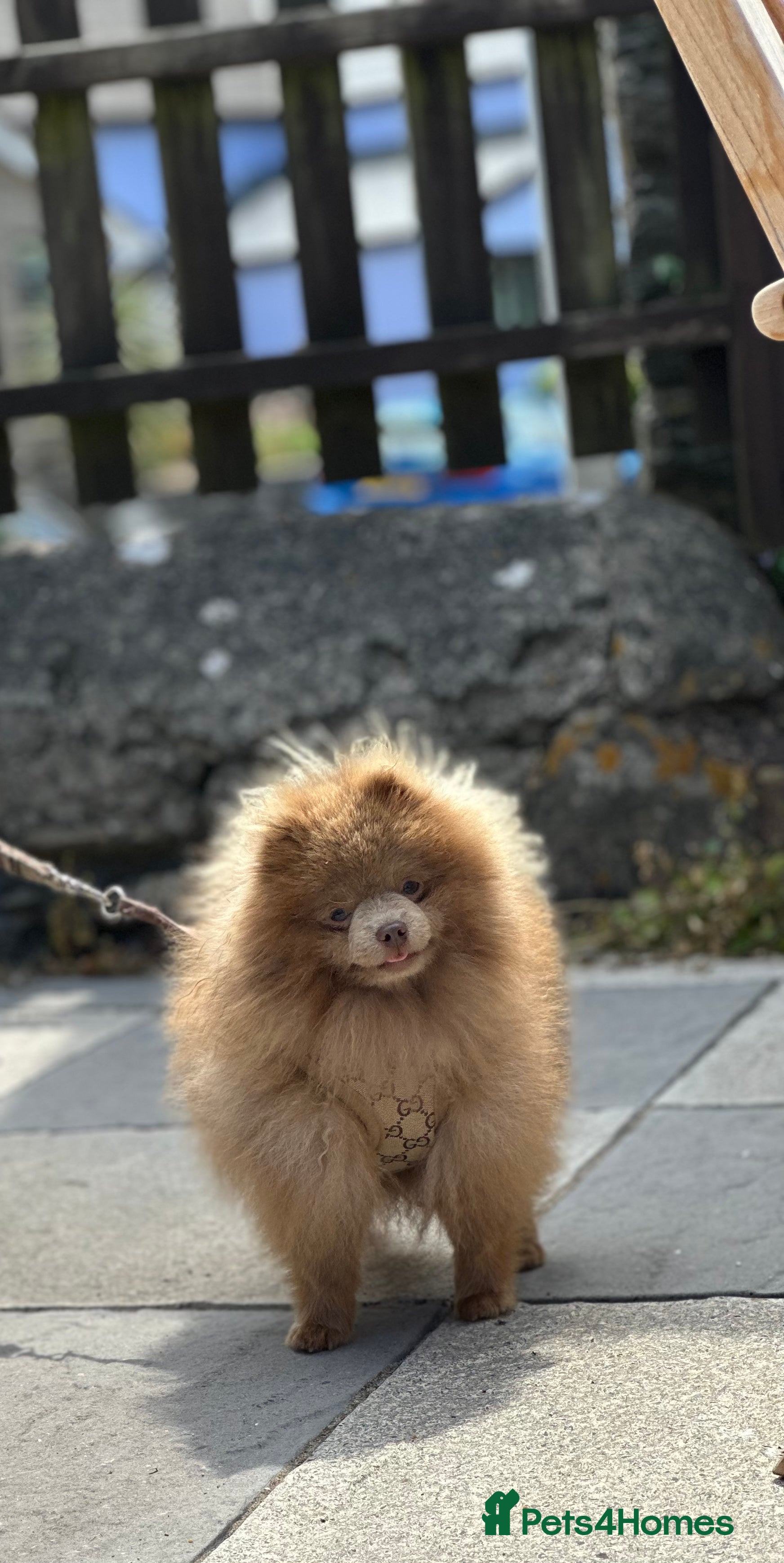 Pomeranian dogs TINY lilac Russian Pom  in Bridgend - Advert 6