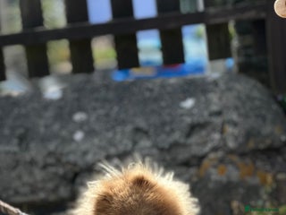 Pomeranian dogs in Bridgend - Advert 3