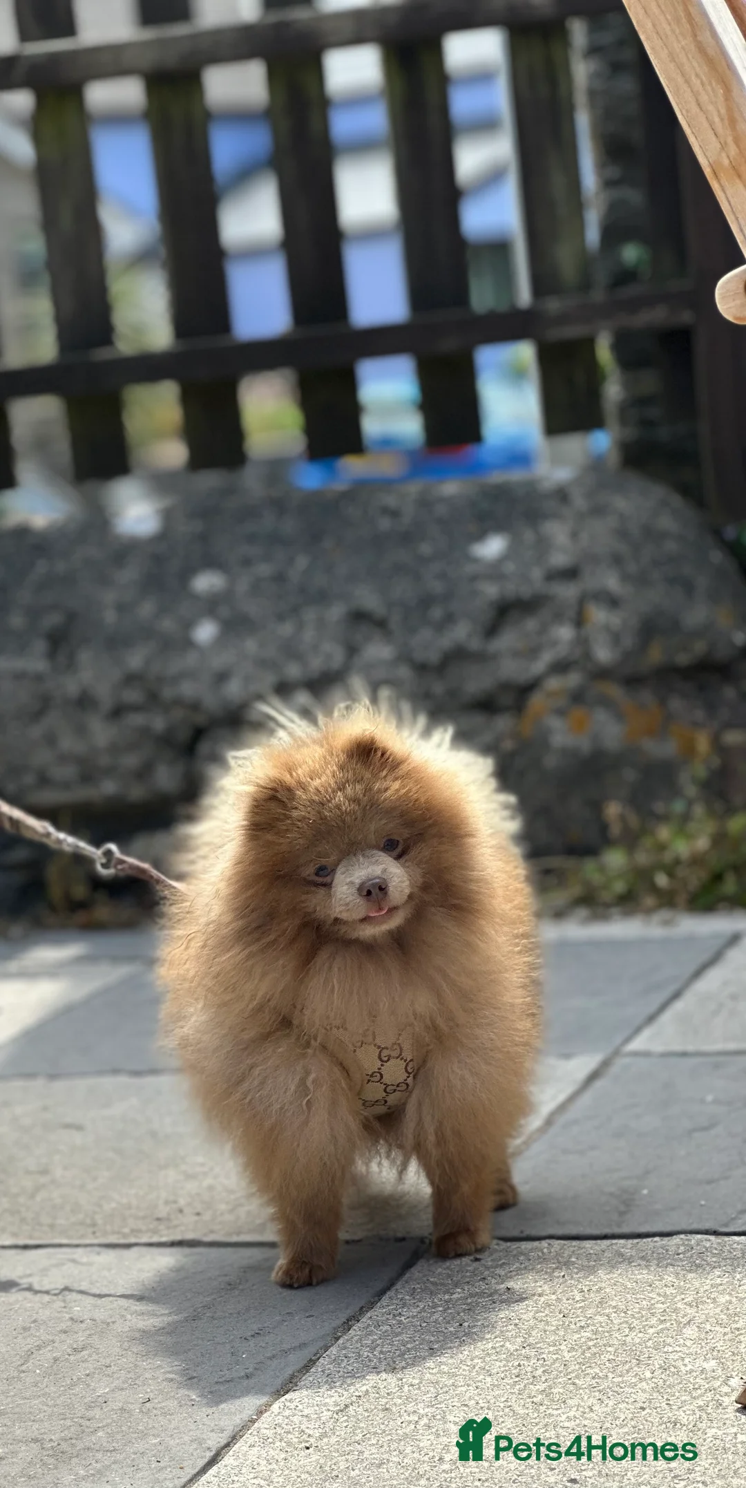 Pomeranian dogs for stud: TINY lilac Russian Pom  in Bridgend - Advert 1