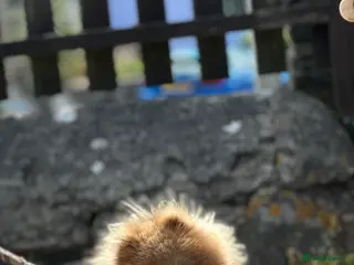 Pomeranian dogs TINY lilac Russian Pom in Bridgend - Advert 6