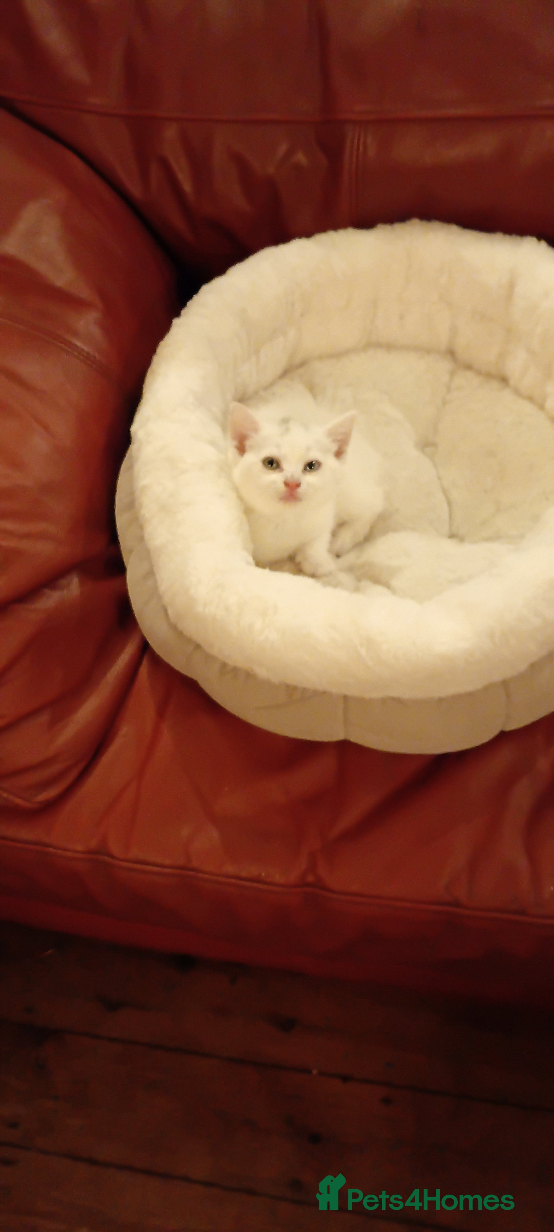 Mixed Breed cats 2 sweet snowballs  - Advert 2