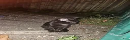 Mixed Breed cats for sale: 2 kittens  in London - Advert 1