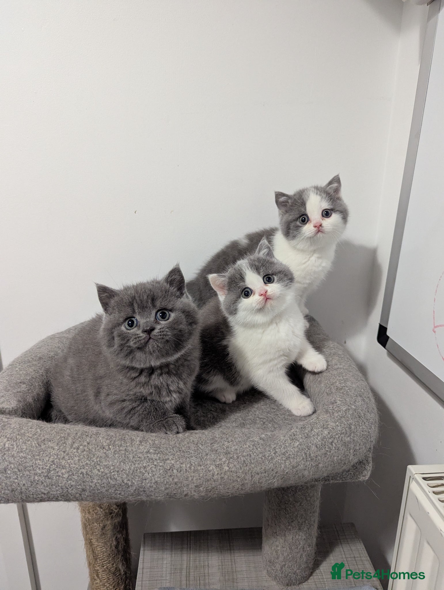 British Shorthair cats Pedigree chunky British blue shorthairs boy kitten - Advert 4