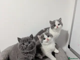 British Shorthair cats Pedigree chunky British blue shorthairs boy kitten - Advert 4