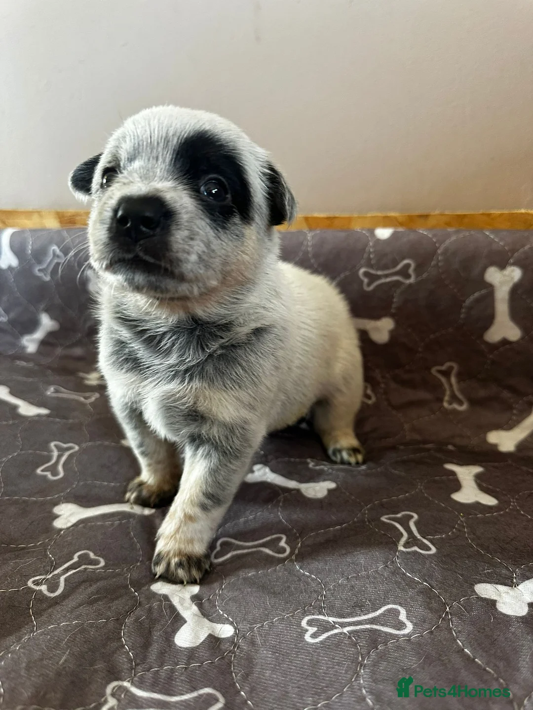 Australian Cattle Dog dogs for sale: Stunning cattle dogs waiting list now open - Advert 1