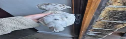 Chickens poultry for sale: Free polish cockrell  in Keighley - Advert 4