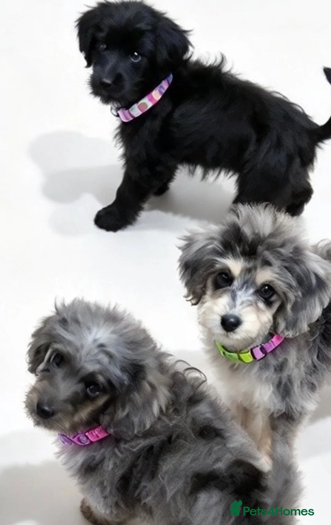 Cavapoo dogs for sale: top quality Cavapoo Puppies - Advert 11