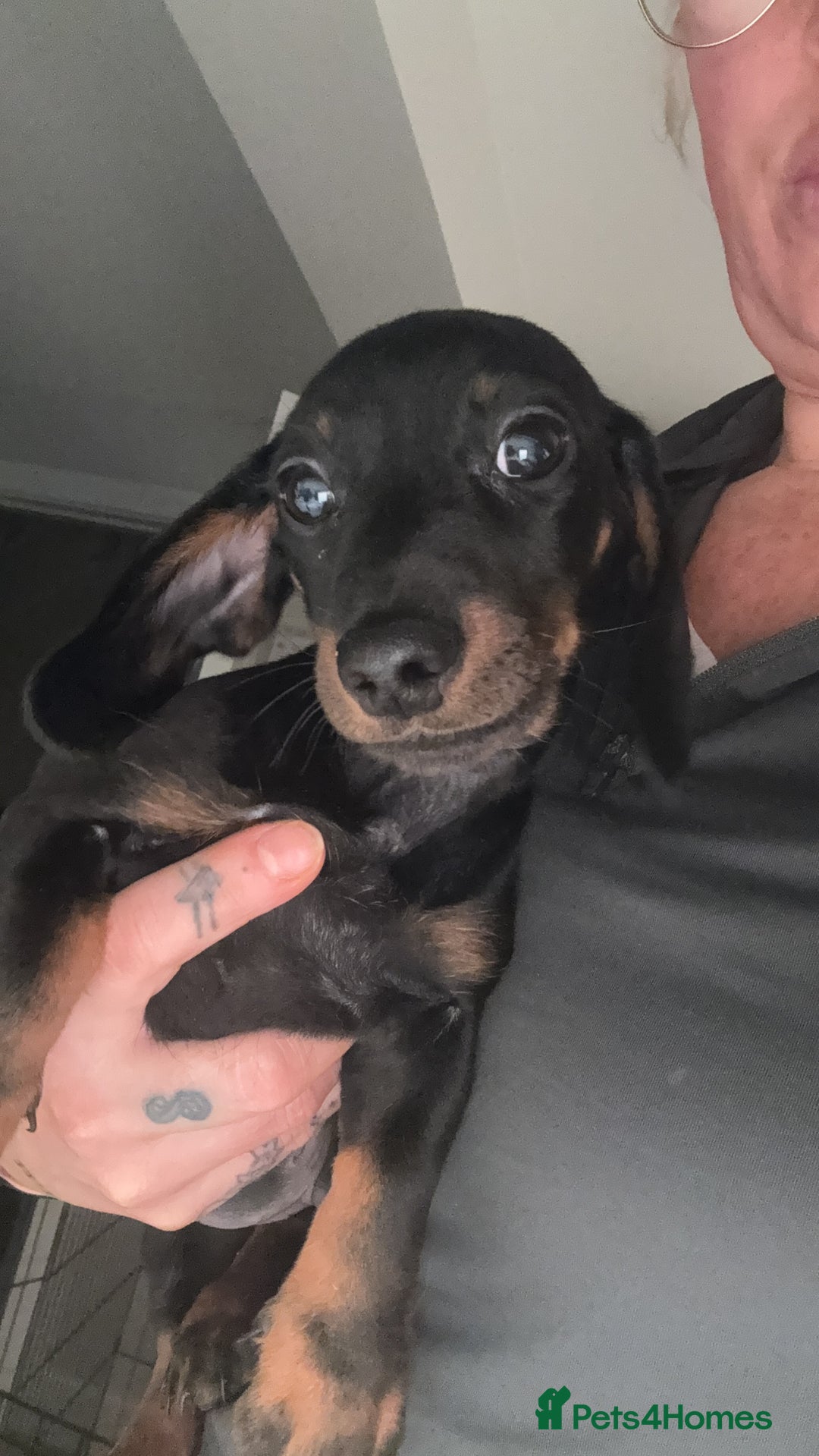 Miniature Dachshund dogs for sale: Miniature Dachshund  - Advert 2