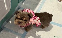 French Bulldog dogs for sale: Big Rope, Big Rope Fluffy & French Bullg - Advert 28