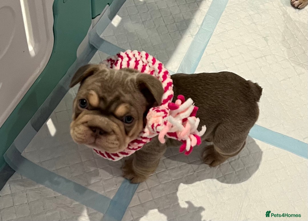 French Bulldog dogs for sale: Big Rope, Big Rope Fluffy & French Bullg - Advert 28