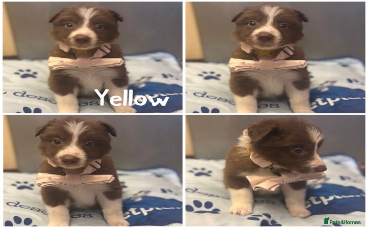 Border Collie dogs - Advert 11