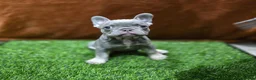 French Bulldog dogs for sale: Exceptional KC Registered French Bulldog Puppies in Carmarthen - Advert 5