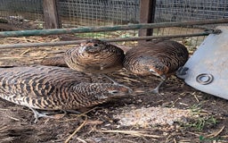 Pheasants poultry for sale: lady amherst pheasant  - Image 4