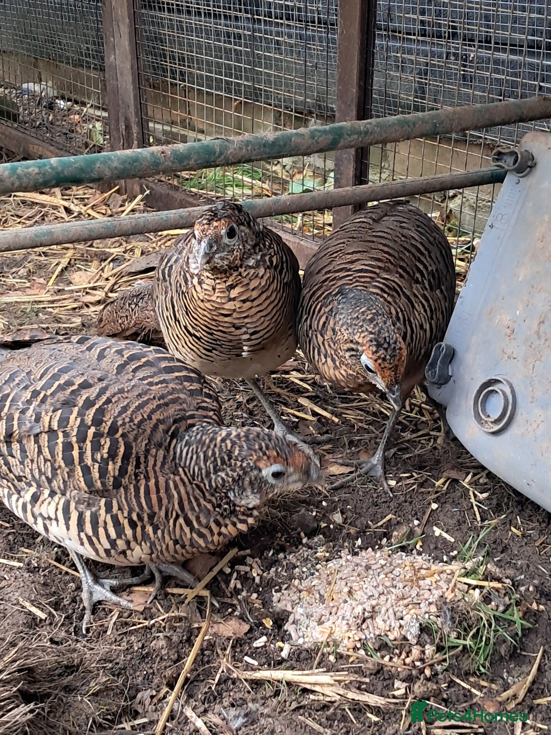 Pheasants poultry for sale: lady amherst pheasant  - Image 4