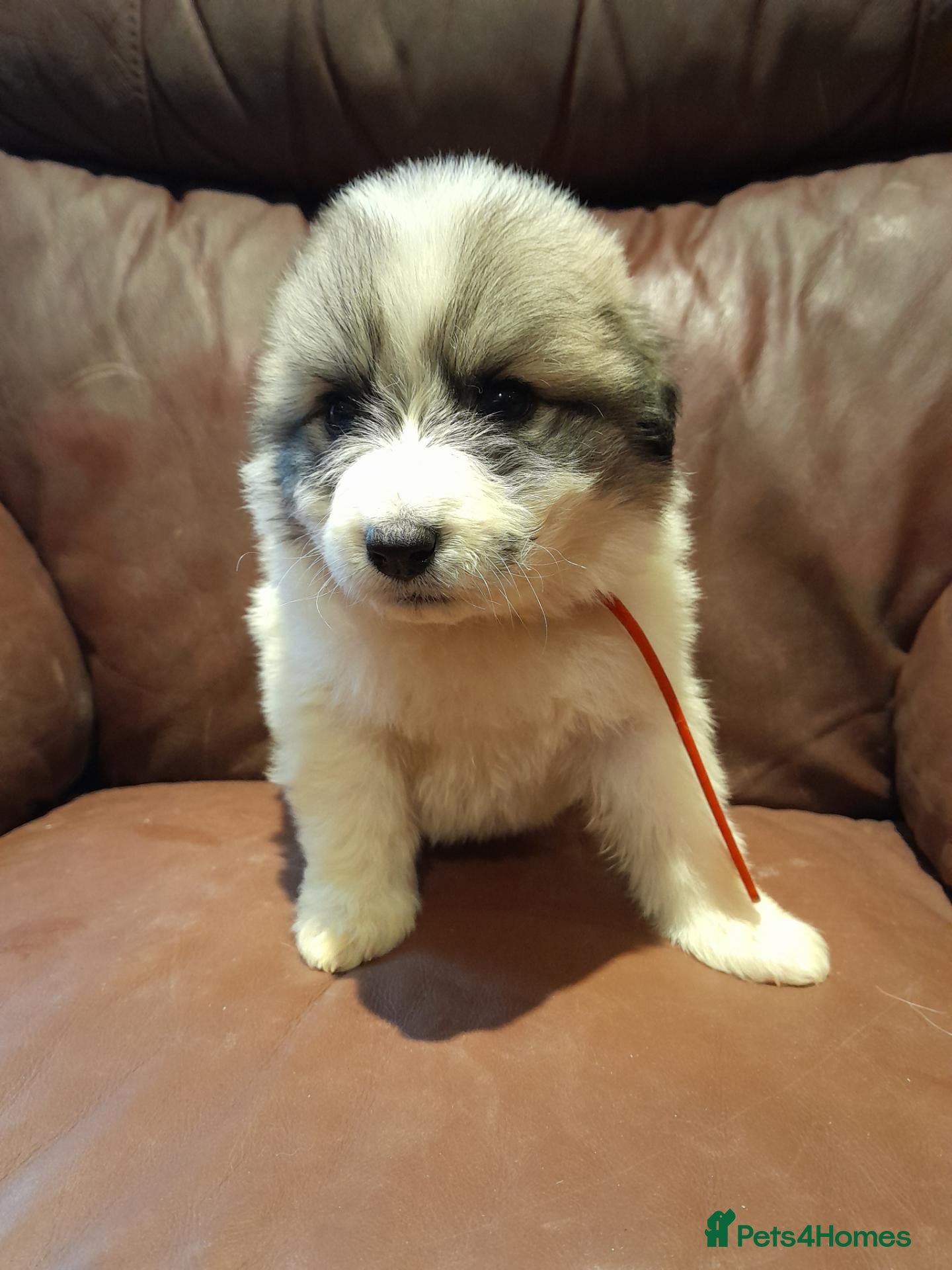 Pyrenean Mountain Dog dogs 3 beautiful pyrenean puppies kc registered  - Advert 2