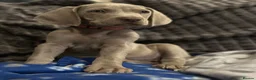 Weimaraner dogs for sale: 🐾Ready Now KC REG SILVER WEIMARANER PUPPIES 🐾 - Advert 16