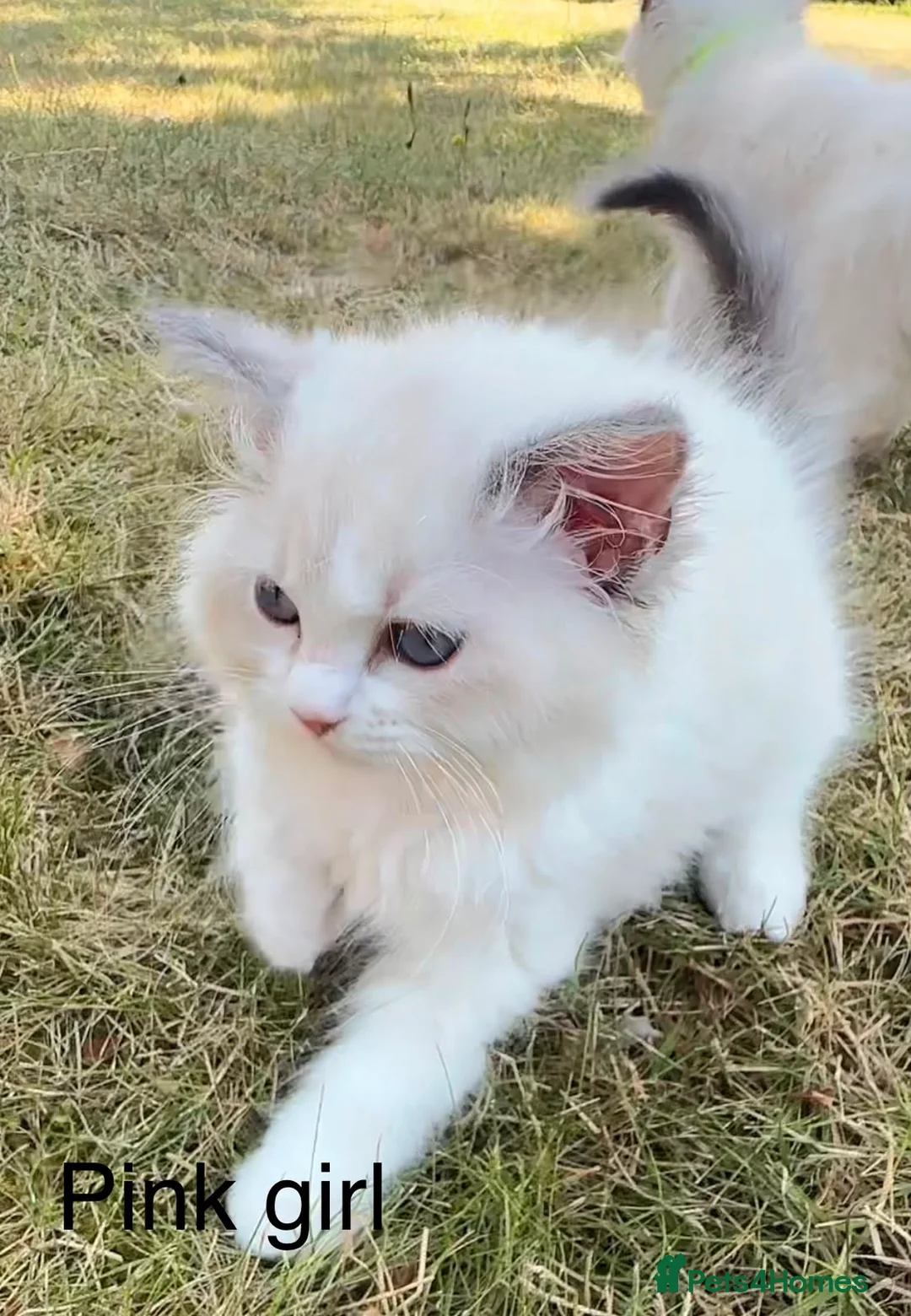 Ragdoll cats for sale: Beautiful Ragdoll in Stourport-on-Severn - Advert 1