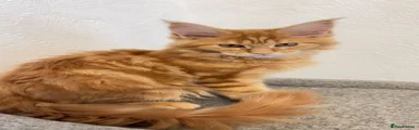 Maine Coon 1