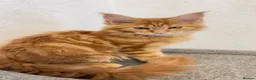 Maine Coon cats for sale: Maine Coon Kitten  - Advert 6
