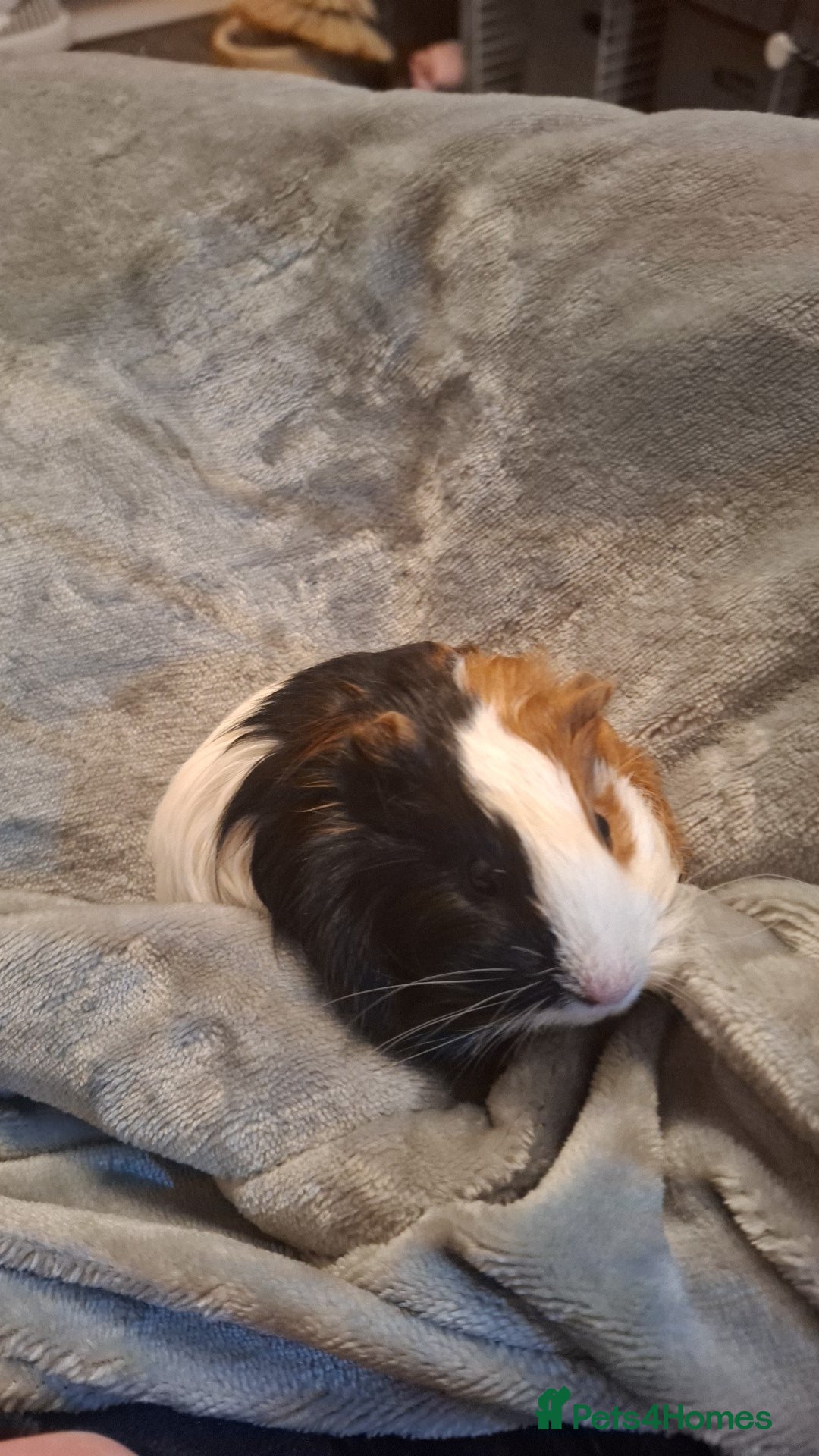 Guinea Pig rodents 3 females and complete set up - Advert 7