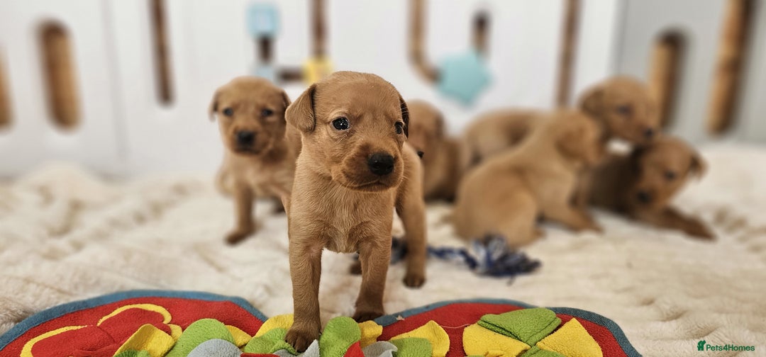 Labrador Retriever dogs for sale: THE LAST KC FOX RED GIRL READY TO LEAVE NOW  - Image 17