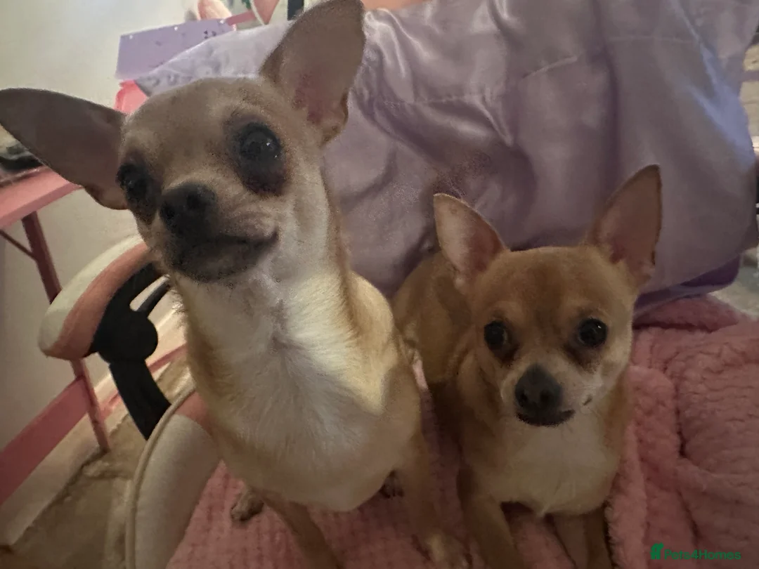 Mixed Breed dogs for sale: 2 boy chihuahua 8 months old  - Advert 3