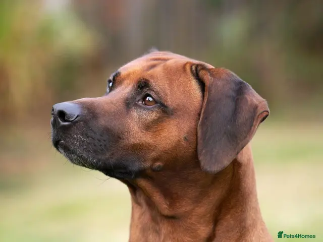 Rhodesian Ridgeback dogs for sale: Rhodesian Ridgeback Puppies European Pedigree - Advert 2