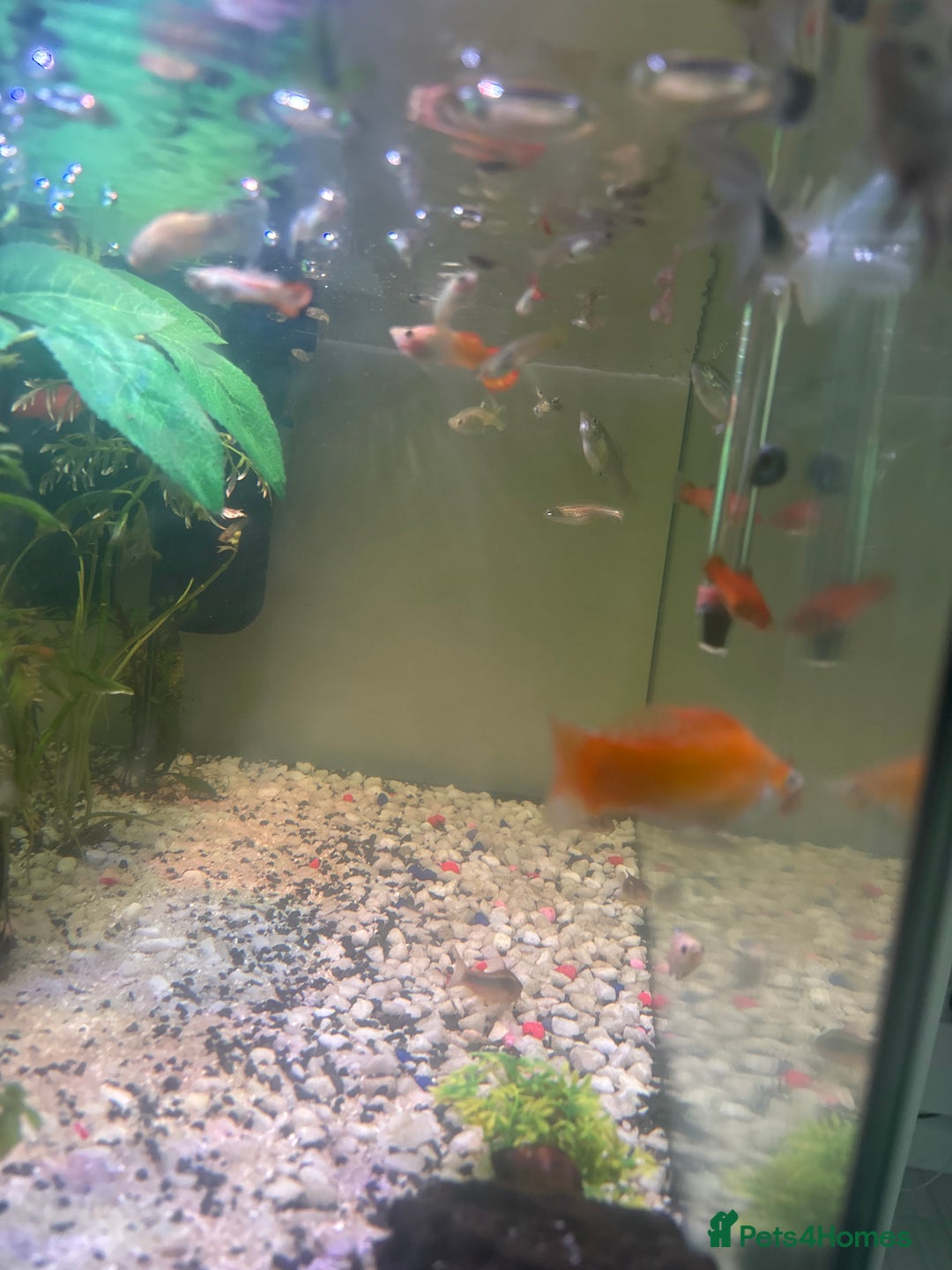 Live Bearers fish for sale: selling my tank and fish mollys guppys and more - Image 4