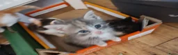 British Shorthair cats for sale: Five stunning kittens available immediately  - Advert 23