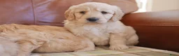 Mini Goldendoodle dogs for sale: Quality Health Tested F1 Miniature Goldendoodles  - Advert 17