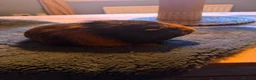 Guinea Pig rodents for sale: Boar guinea pig in Newcastle upon Tyne - Advert 3