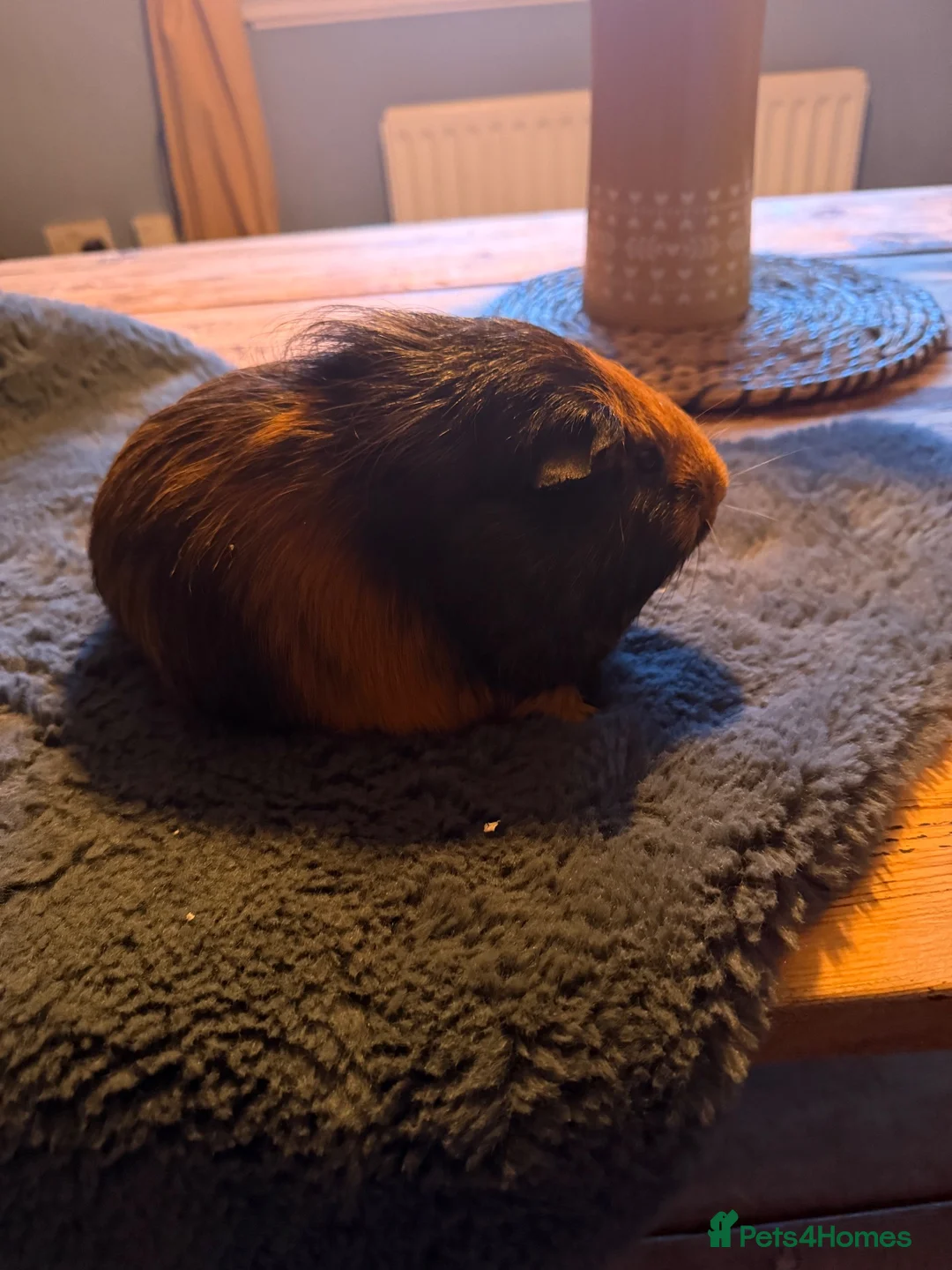 Guinea Pig rodents for sale: Boar guinea pig in Newcastle upon Tyne - Advert 3