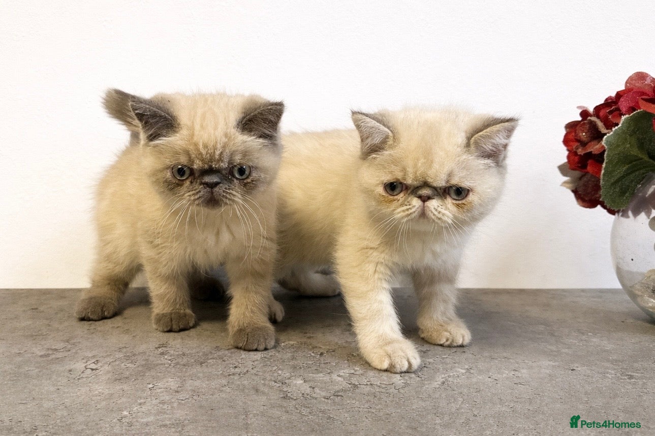 Persian cats 🌟 Persian x Exotic Blue Point Kittens 🌟 - Advert 16