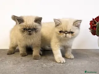 Persian cats 🌟 Persian x Exotic Blue Point Kittens 🌟 - Advert 16