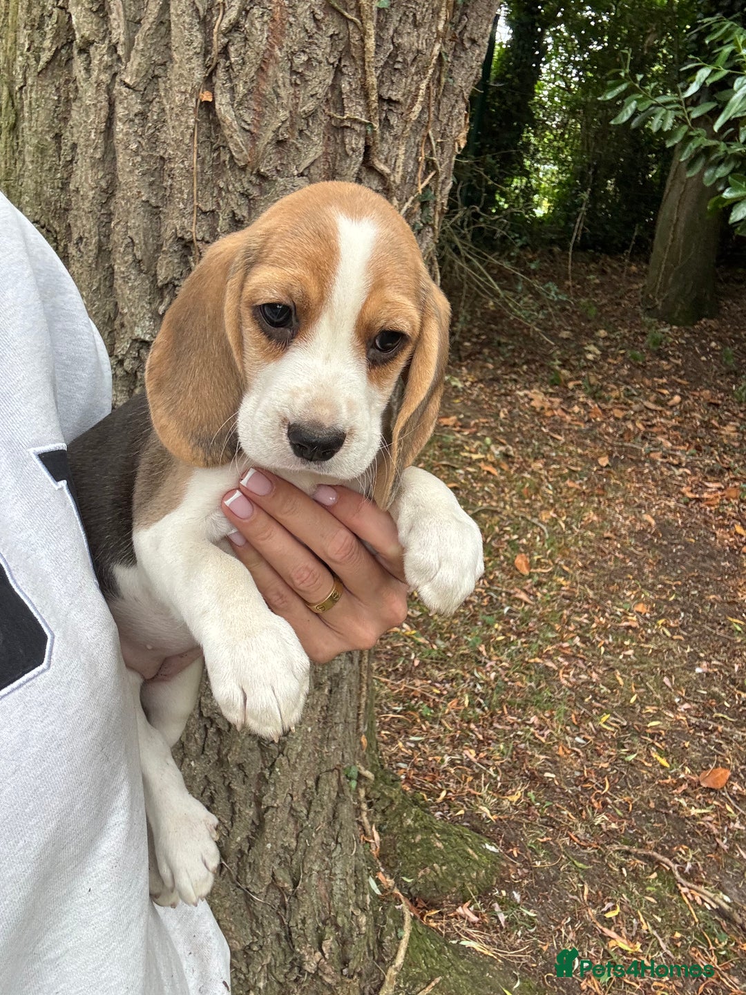 Beagle dogs for sale: BEAUTIFUL KC REG BEAGLES  - Image 6