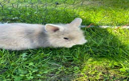 Lionhead rabbits for sale: Lion head  - Image 39