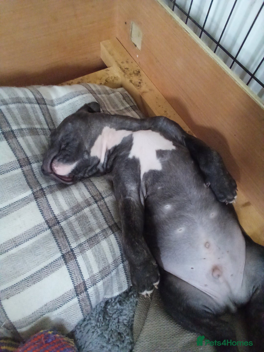 Staffordshire Bull Terrier dogs for sale: 1 boy available - Advert 6