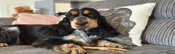 Cocker Spaniel dogs for sale: KC Show Cocker Spaniels  - Advert 25