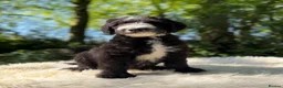 Sheepadoodle dogs for sale: F1 Sheepadoodle Puppies | 5* Licensed Breeder - Advert 7