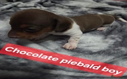 Miniature Dachshund dogs for sale: Miniature dachshund puppies KC Reg - Image 5