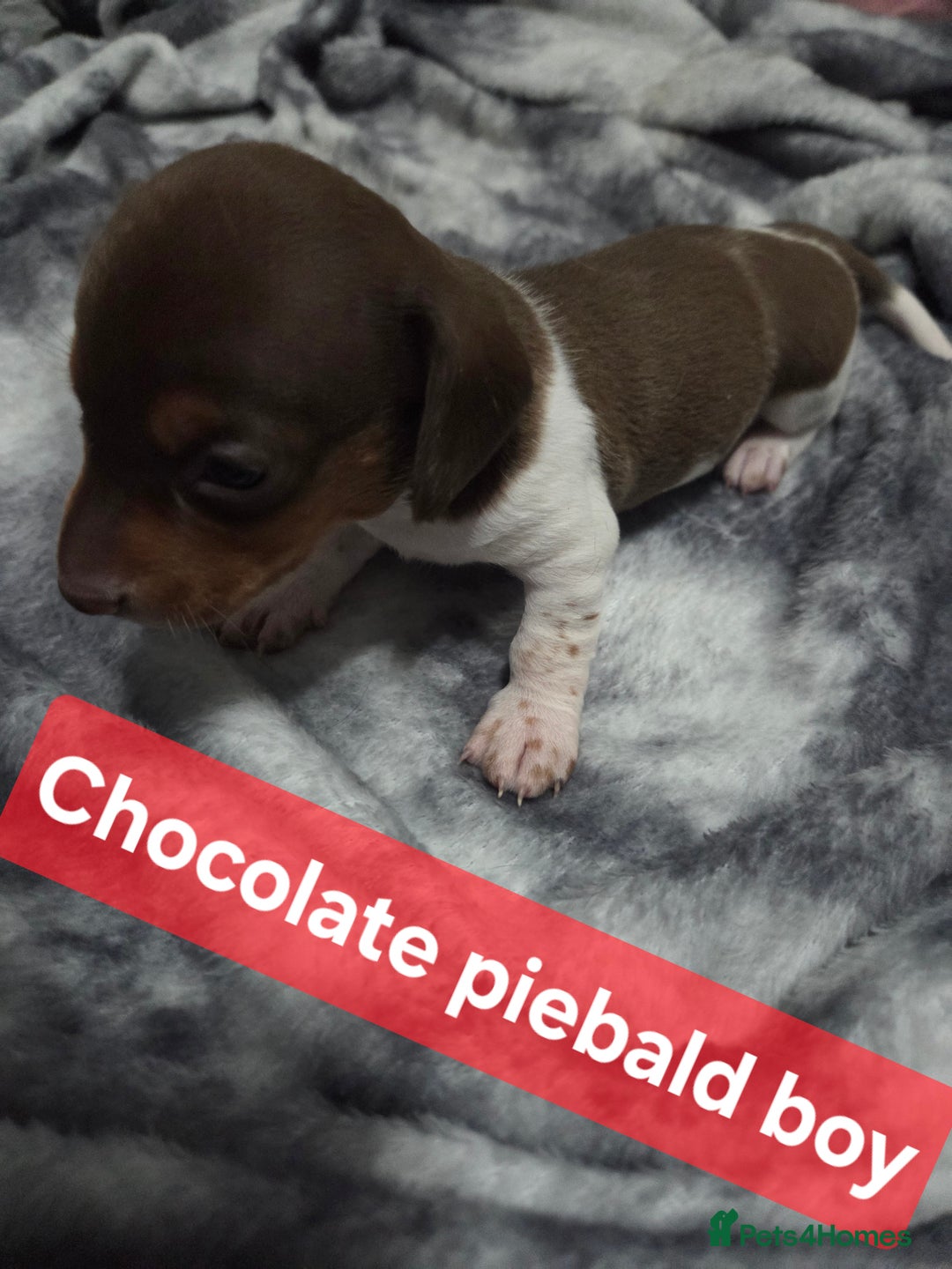 Miniature Dachshund dogs for sale: Miniature dachshund puppies KC Reg - Image 5
