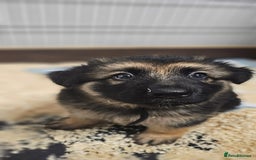 German Shepherd dogs for sale: German shepherd artic wolfdog puppies  - Image 6