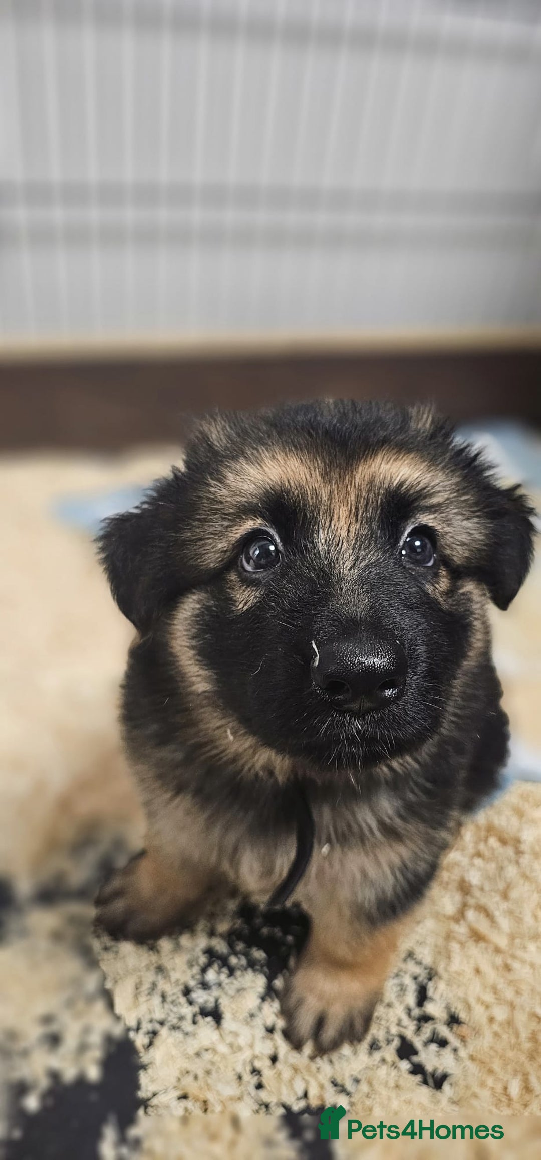 German Shepherd dogs for sale: German shepherd artic wolfdog puppies  - Image 6