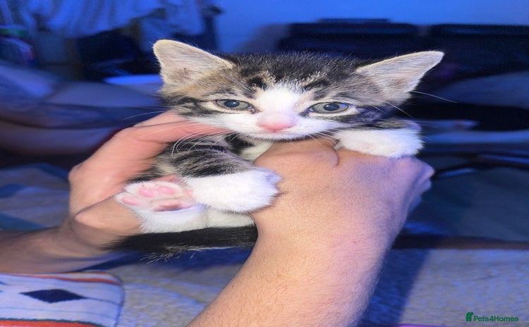 Domestic Shorthair cats - Advert 4