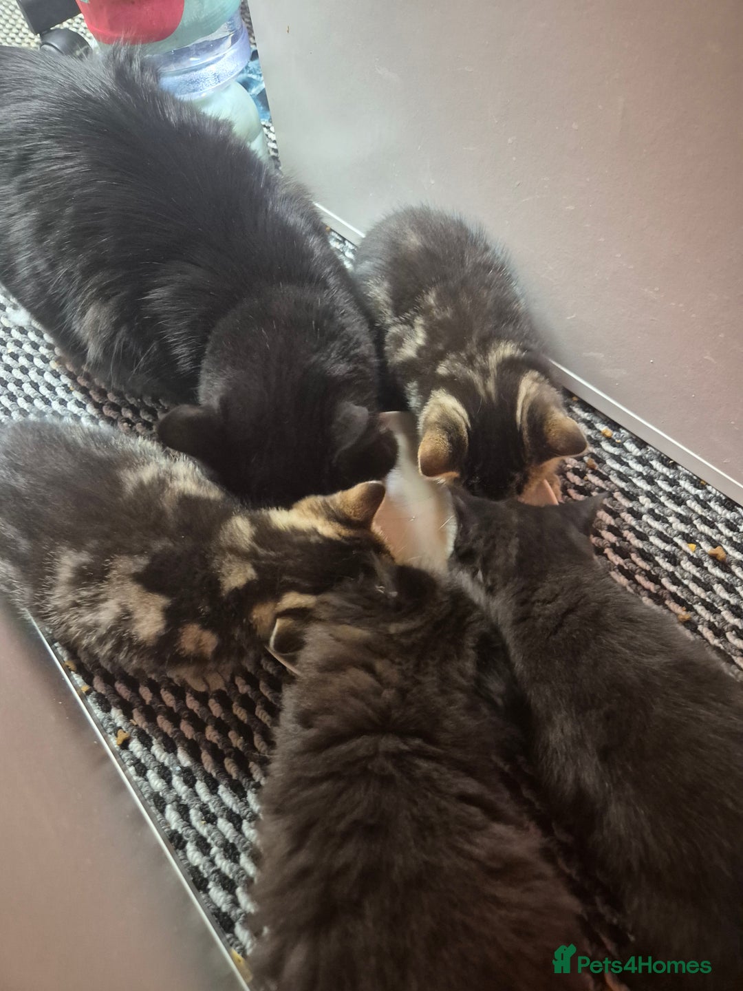 Mixed Breed cats for sale: Mixed Ragdoll kitties - Advert 1