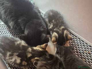 Mixed Breed cats Mixed Ragdoll kitties - Advert 1