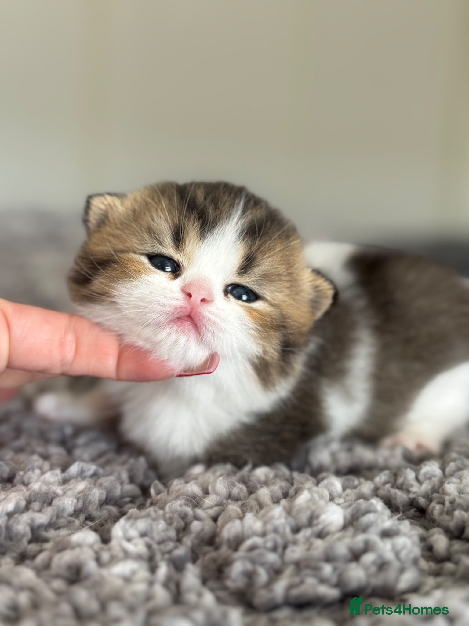 British Shorthair cats Brown Black ticked tabby white TICA reg - Advert 13